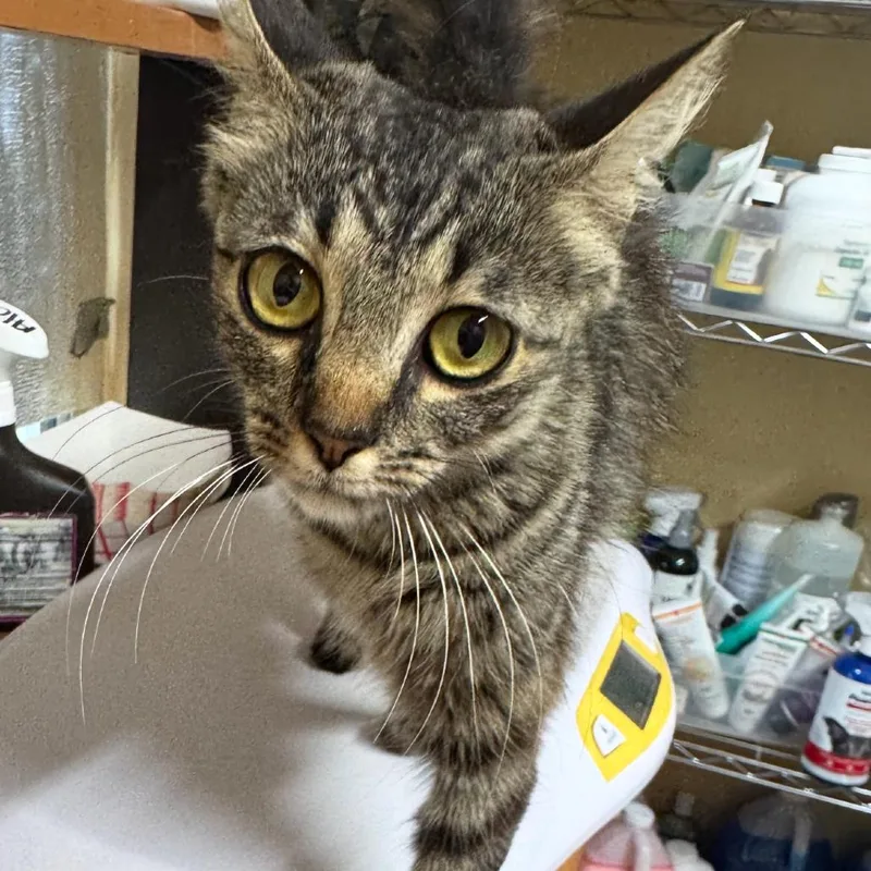 An adult small-sized female Gray / Blue / Silver Domestic Medium Hair cat named June for adoption in Corinth, MS