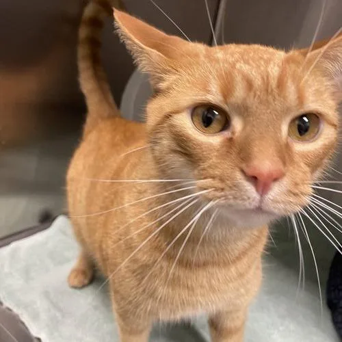 An adult small-sized male Orange / Red Domestic Short Hair cat named Leonardo for adoption in Georgetown, KY
