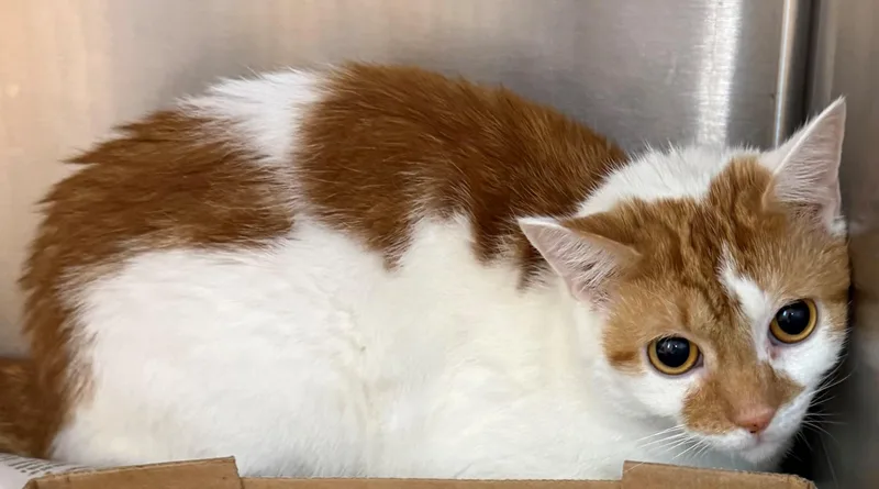 An adult medium-sized male Orange & White Domestic Short Hair cat named Golliath for adoption in Edison, NJ