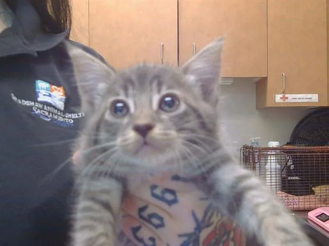 A baby small-sized male Domestic Short Hair cat named Merlot for adoption in Sacramento, CA