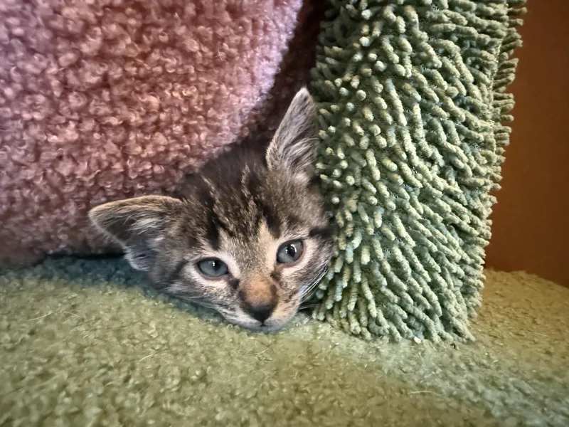 A baby medium-sized male American Shorthair cat named KitKat for adoption in Port Washington, WI