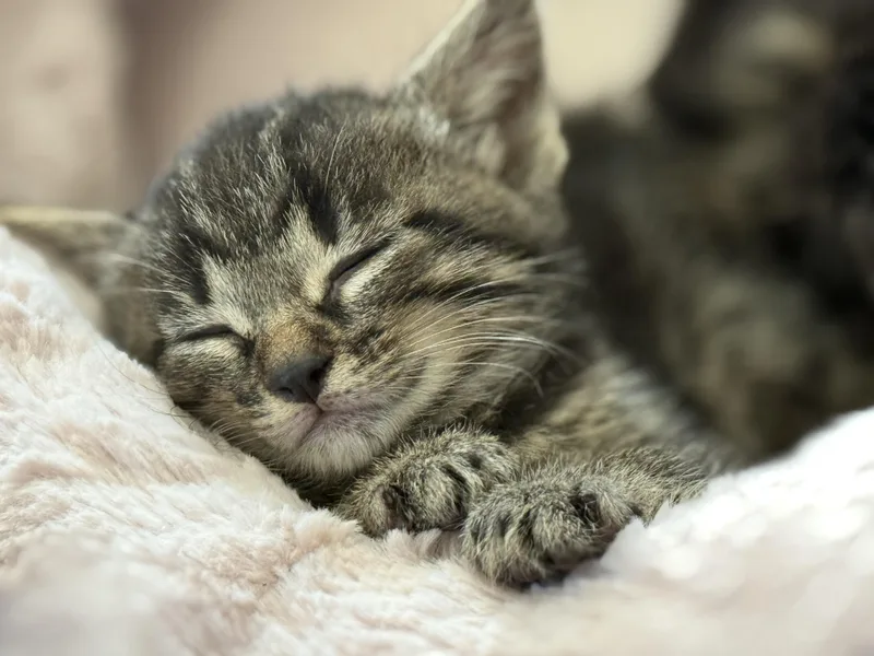 KitKat thumbnail 4