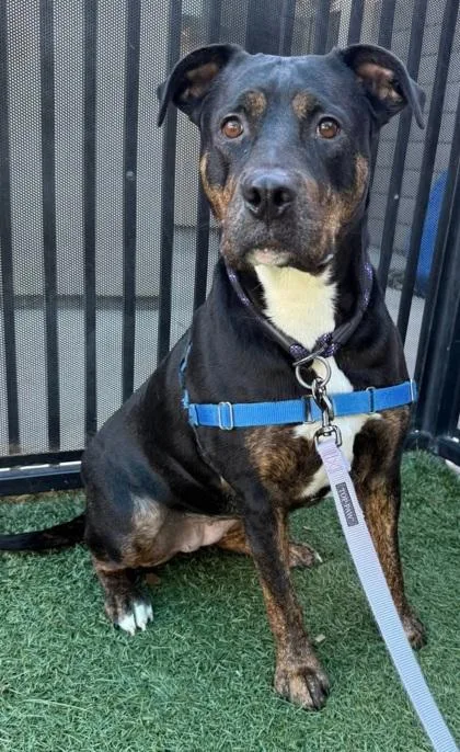 Hash Brown thumbnail 2