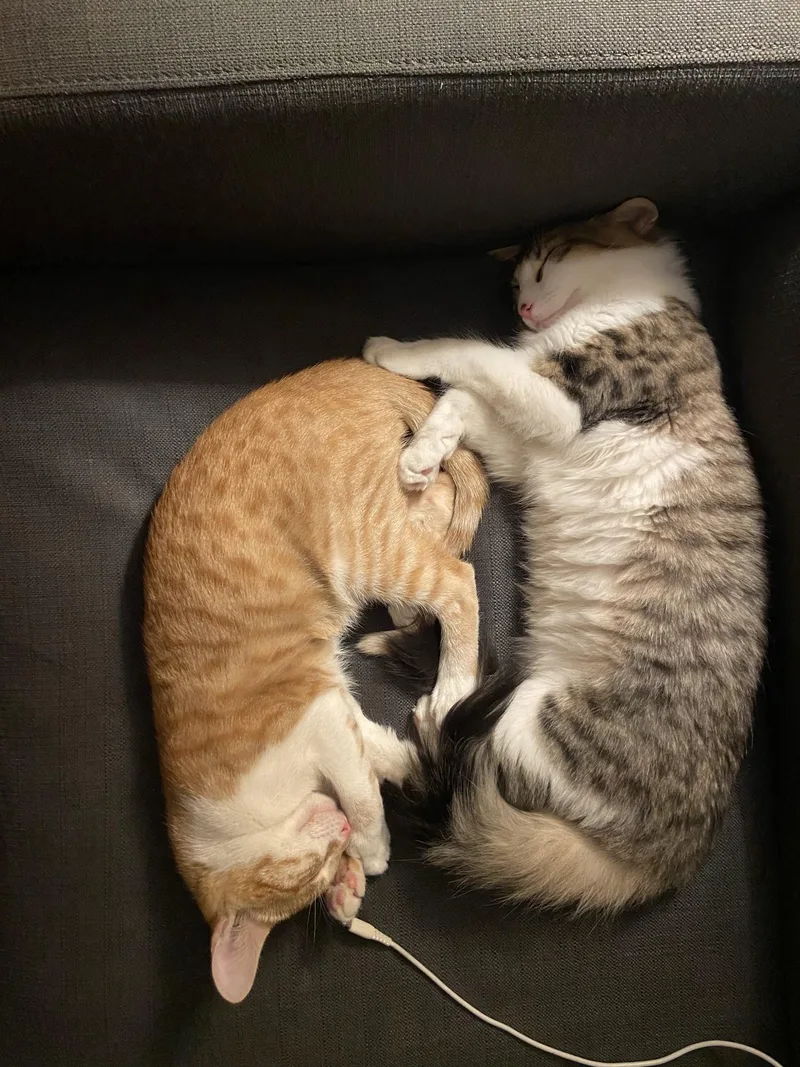 Snickers thumbnail 2