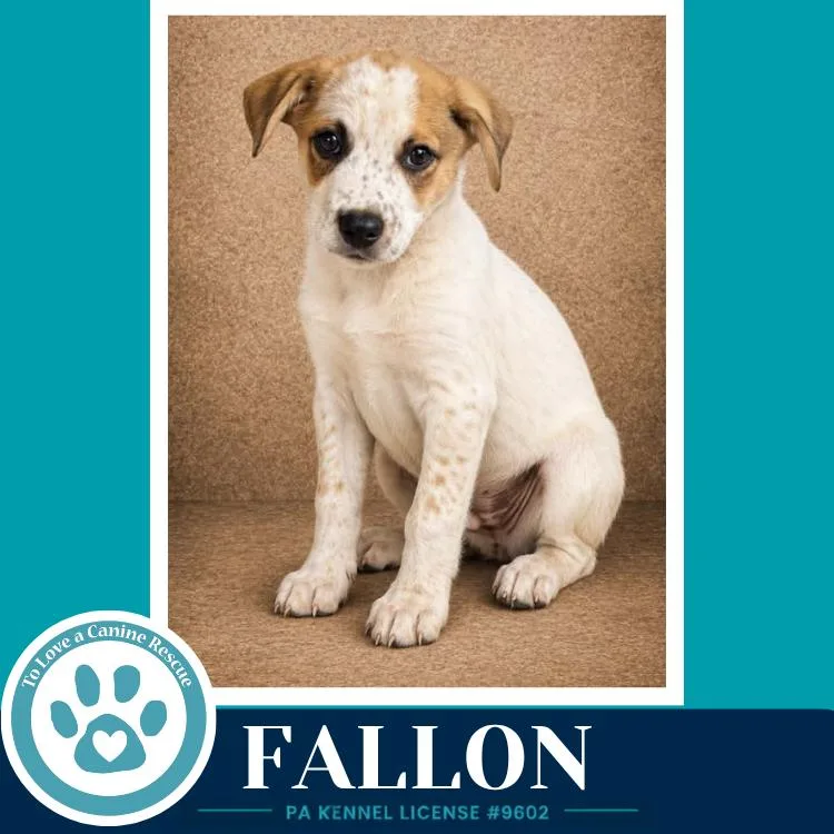 A baby medium-sized male Cattle Dog dog named Fallon for adoption in Kimberton, PA