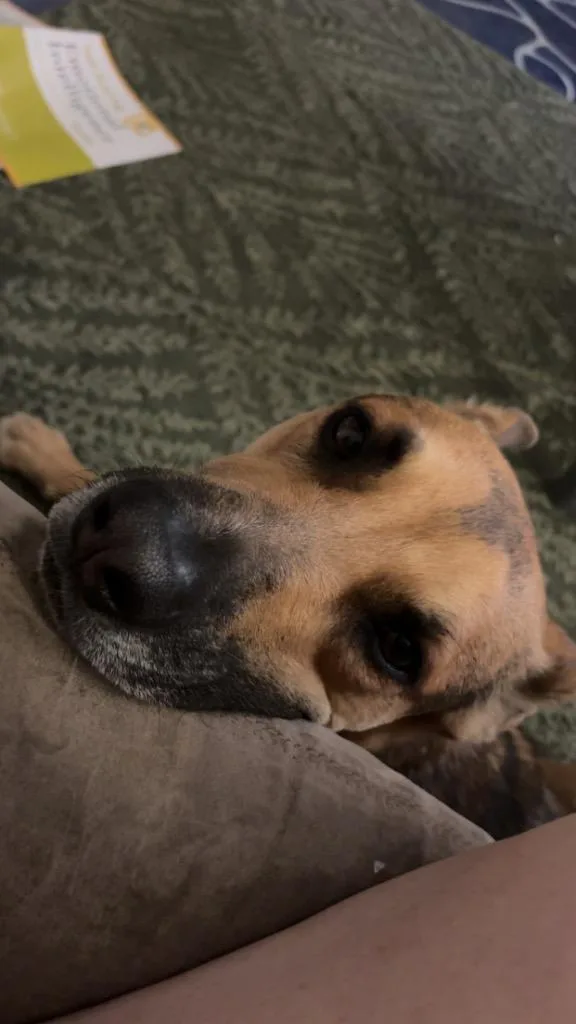 An adult medium-sized male German Shepherd Dog dog named Zuko for adoption in Heber City, UT