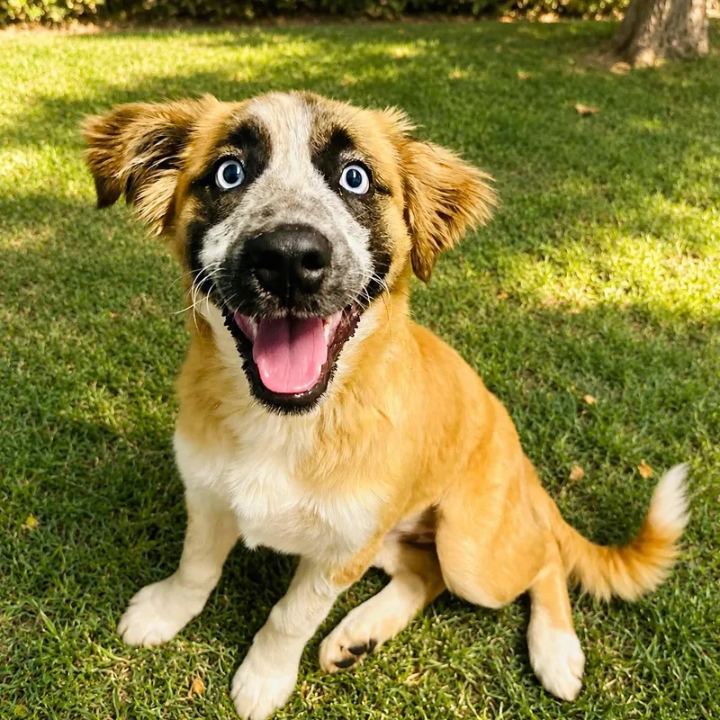 A baby medium-sized female Tricolor (Brown, Black, & White) Australian Shepherd dog named Addie for adoption in Cedarburg, WI