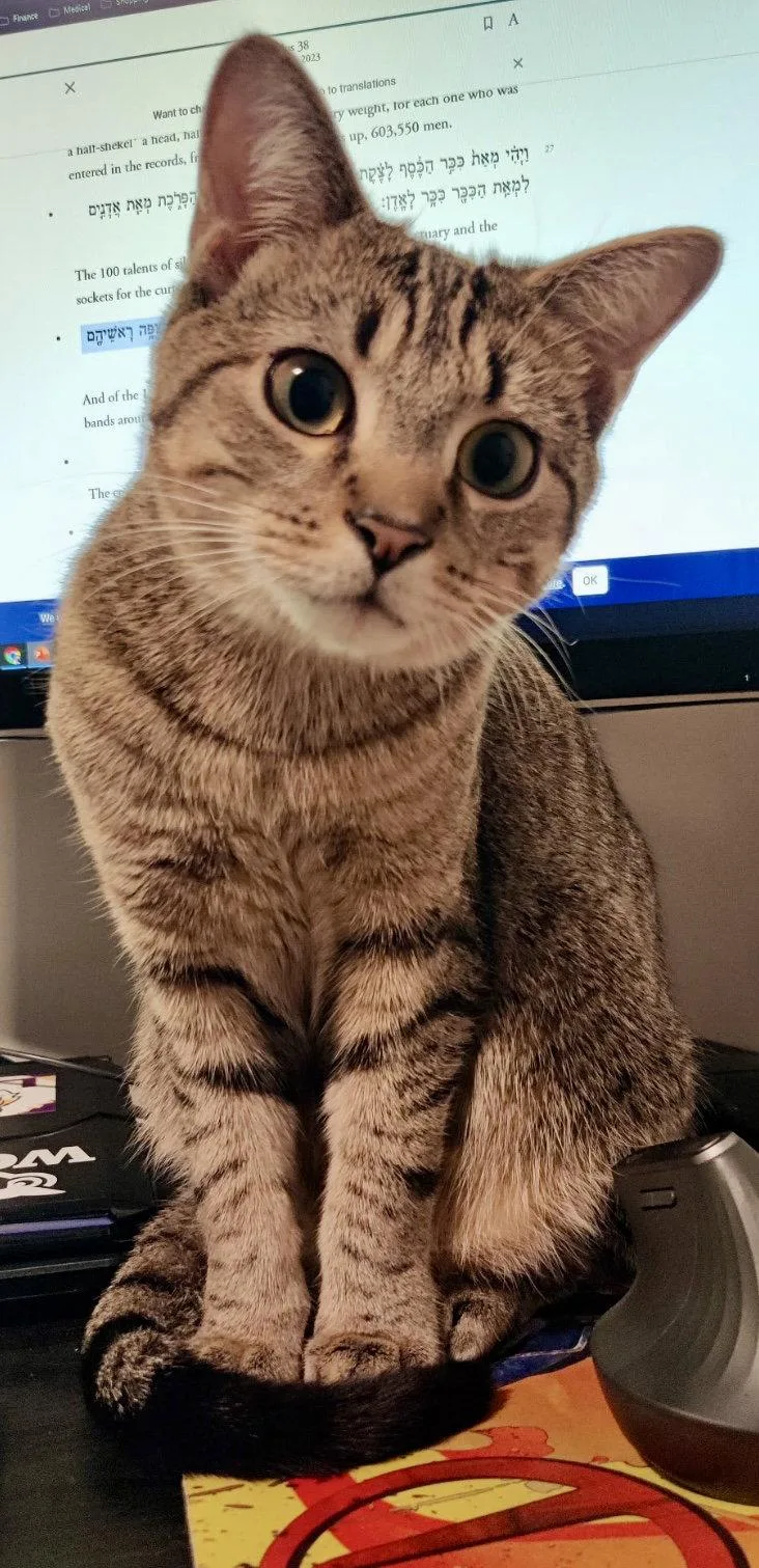 A young medium-sized male Domestic Short Hair cat named Han Solo for adoption in Reston, VA