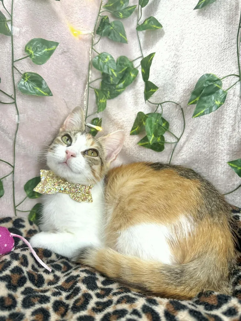 A young medium-sized female Calico cat named Rose for adoption in Tavares, FL