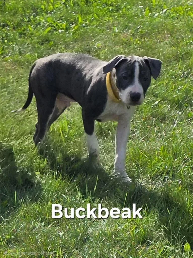 A baby medium-sized male Pit Bull Terrier dog named Buckbeak for adoption in Cloquet, MN
