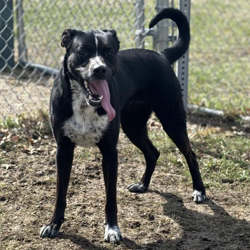 An adult medium-sized female Black English Pointer dog named Rose for adoption in Marshalltown, IA
