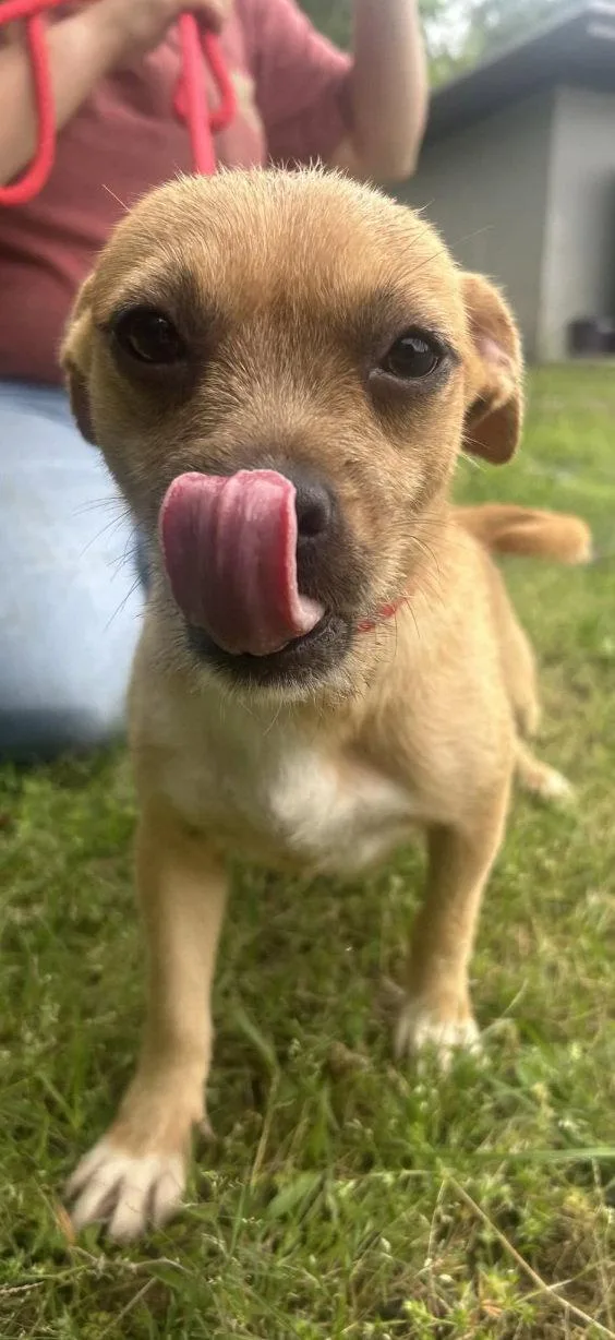 A baby medium-sized male Terrier dog named Tinkle for adoption in Wetumpka, AL