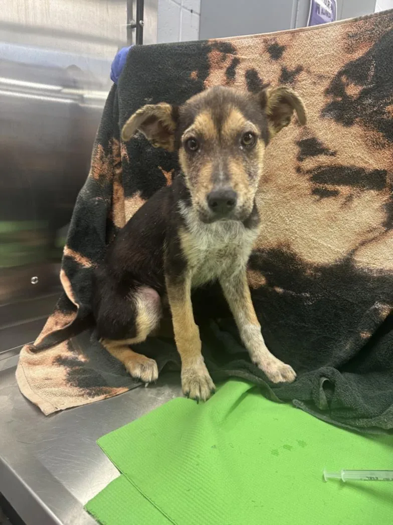 A baby small-sized male Labrador Retriever dog named Michael for adoption in Houston, TX