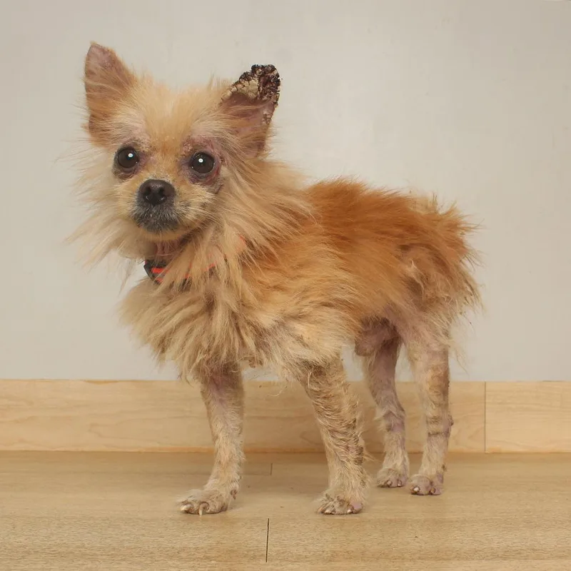 An adult small-sized male Golden Pomeranian dog named Leo D for adoption in Minnetonka, MN