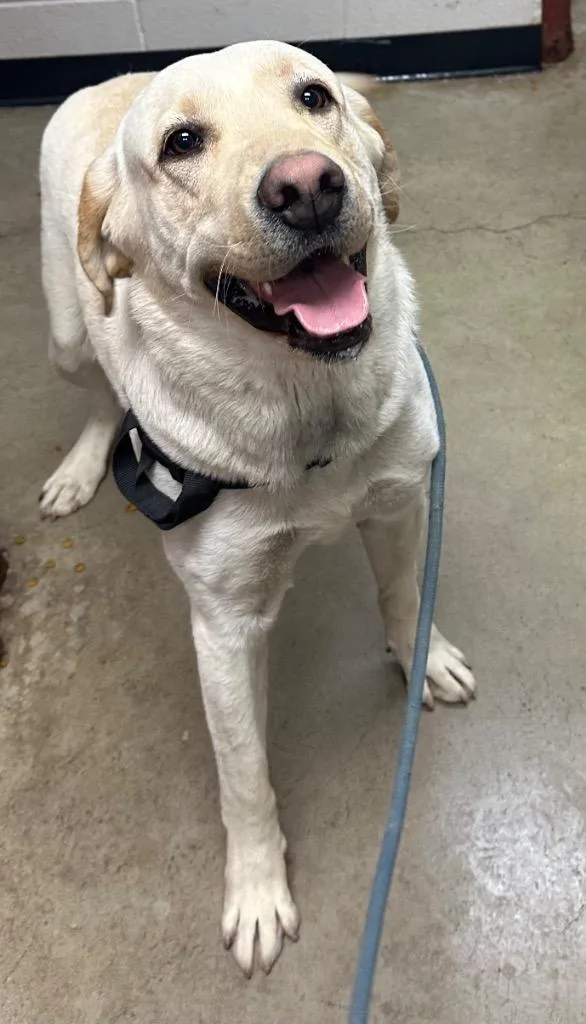 A young medium-sized male Labrador Retriever dog named Apollo for adoption in Rock Springs, WY