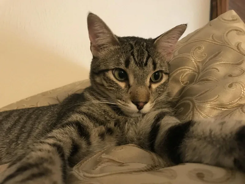 A baby medium-sized male Tabby cat named Levi for adoption in Plano, TX