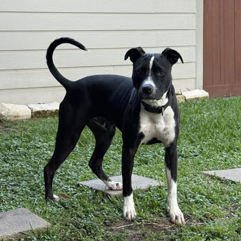 A young medium-sized male Black Mixed Breed dog named Bruno Mars for adoption in Houston, TX