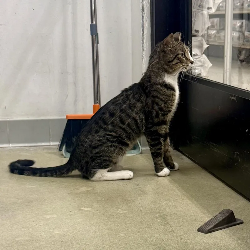An adult medium-sized male Domestic Short Hair cat named Eddie for adoption in Blaine, MN