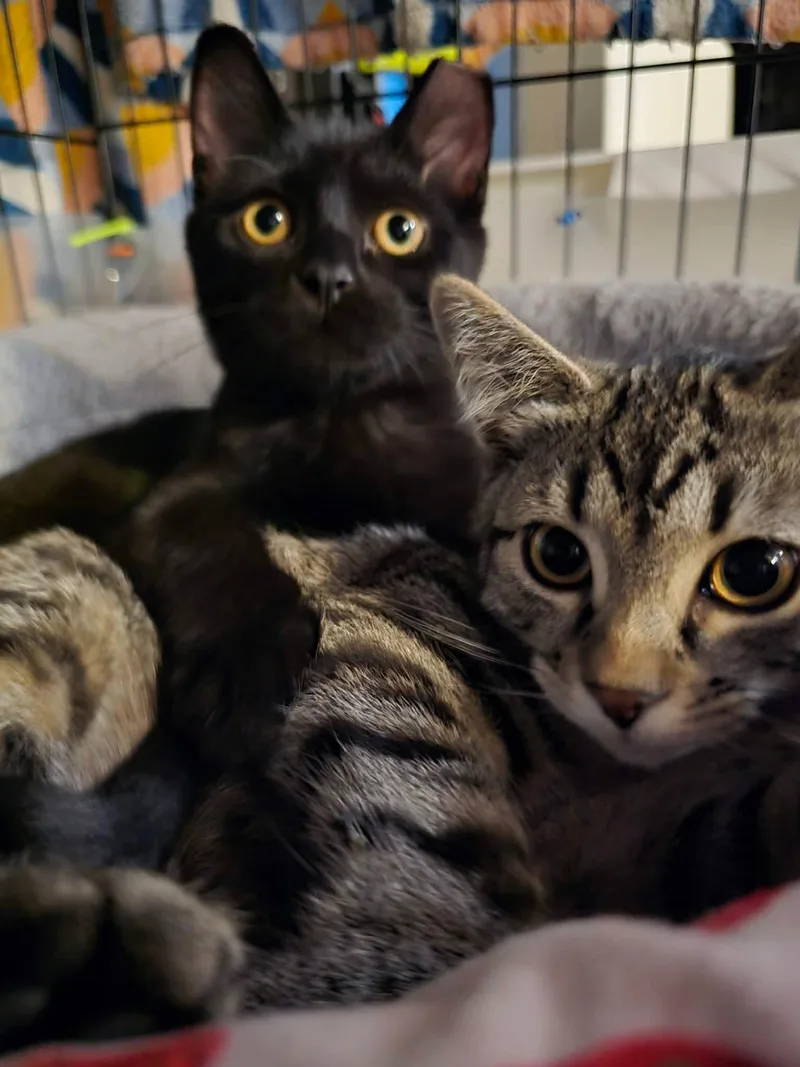 Bitzy and Babs thumbnail 2