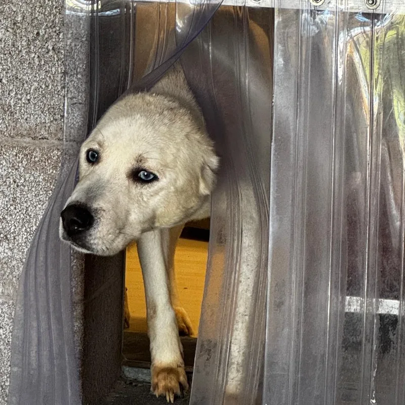 An adult medium-sized male Husky dog named Remy for adoption in Henderson, NV