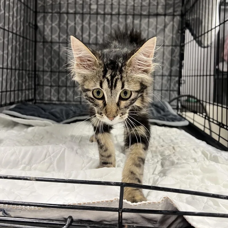 A baby small-sized male Brown / Chocolate Domestic Medium Hair cat named ScovilleC for adoption in East Saint Louis, IL