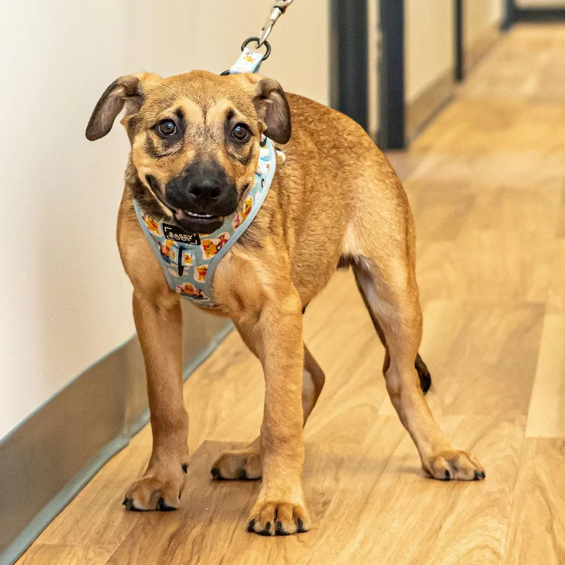 A baby medium-sized male Yellow / Tan / Blond / Fawn Hound dog named Jalen for adoption in Lambertville, NJ