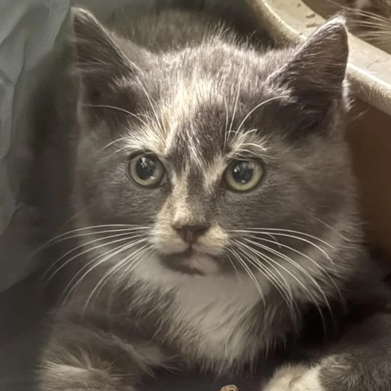 A baby small-sized female Calico Domestic Short Hair cat named Porsche for adoption in North Branford, CT