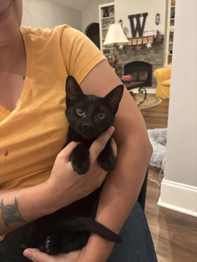 A young medium-sized female Domestic Short Hair cat named Daisy Jane for adoption in Camden, SC