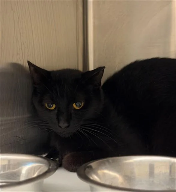 A young medium-sized female Domestic Short Hair cat named Emmy for adoption in Brighton, CO