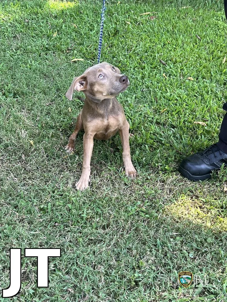 A baby medium-sized female Pit Bull Terrier dog named Jt for adoption in Rocky Mount, NC