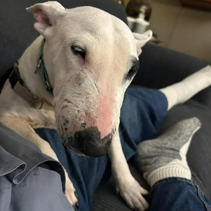 An adult medium-sized female White / Cream Bull Terrier dog named Luna for adoption in Glenwood, AR