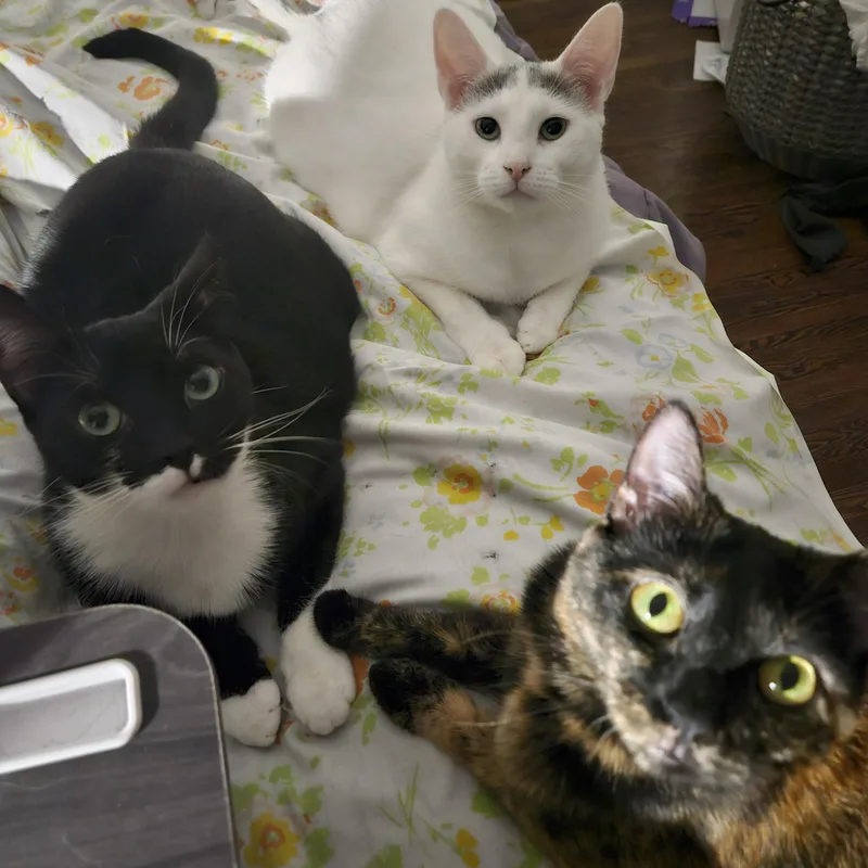 A young medium-sized female Domestic Short Hair cat named Gus  Myrtle & for adoption in New York, NY