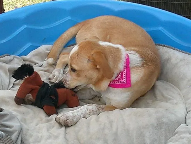 A baby medium-sized female Red / Chestnut / Orange Australian Cattle Dog / Blue Heeler dog named Ginger for adoption in Olympia, WA