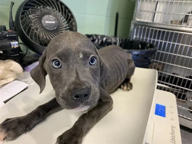 A baby small-sized male American Staffordshire Terrier dog named Fred for adoption in Grand Prairie, TX