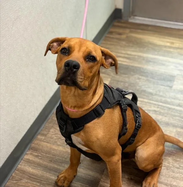 A young large-sized male Boxer dog named Scooby for adoption in San Diego, CA