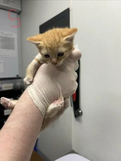 A baby small-sized female Domestic Short Hair cat named Deonna for adoption in West Chester, PA