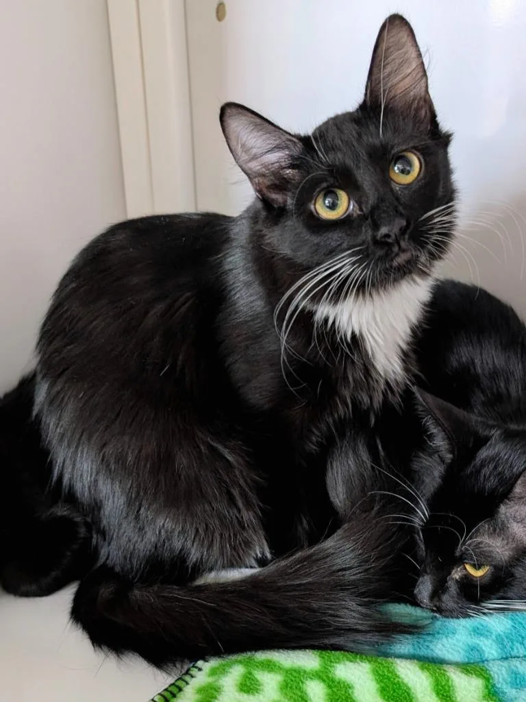 A baby medium-sized female Domestic Short Hair cat named Short Cake for adoption in Peoria, AZ