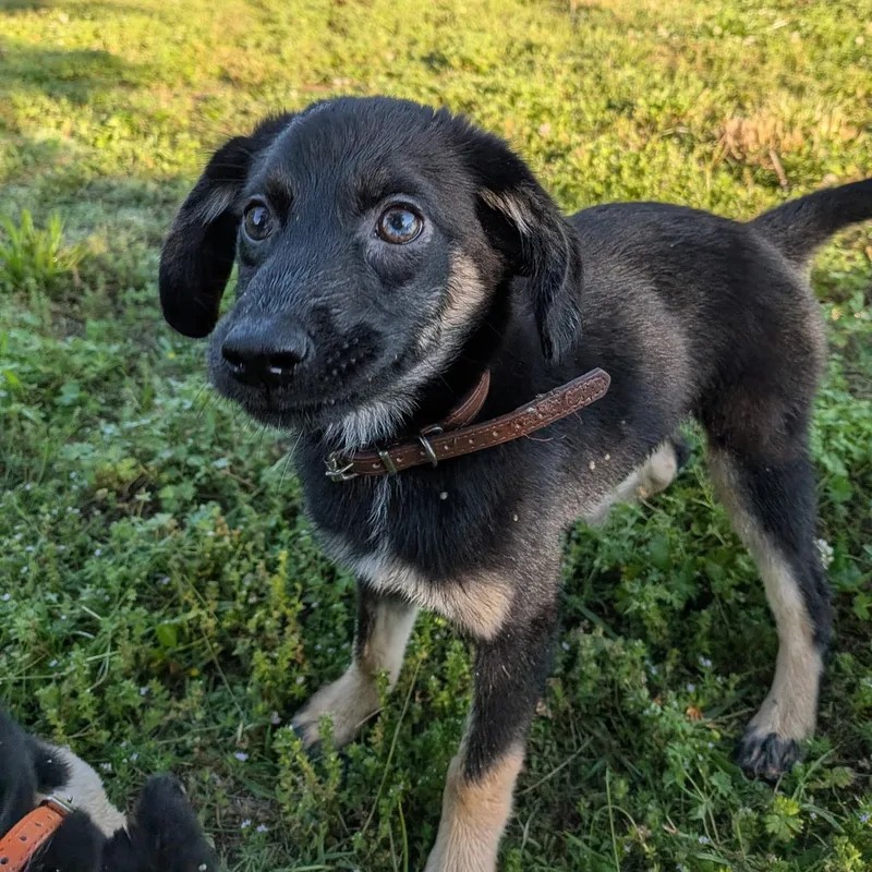 A baby medium-sized female Black Mixed Breed dog named Olive for adoption in Spring hill, TN
