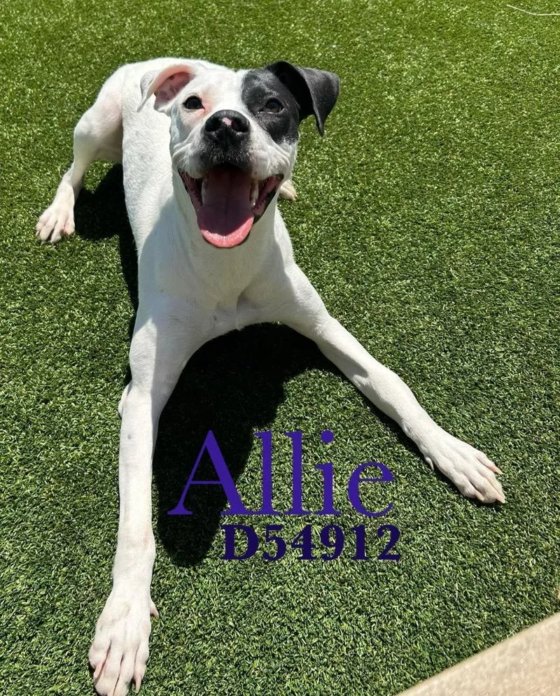 An adult medium-sized female Mixed Breed dog named Allie for adoption in Clarksville, TN