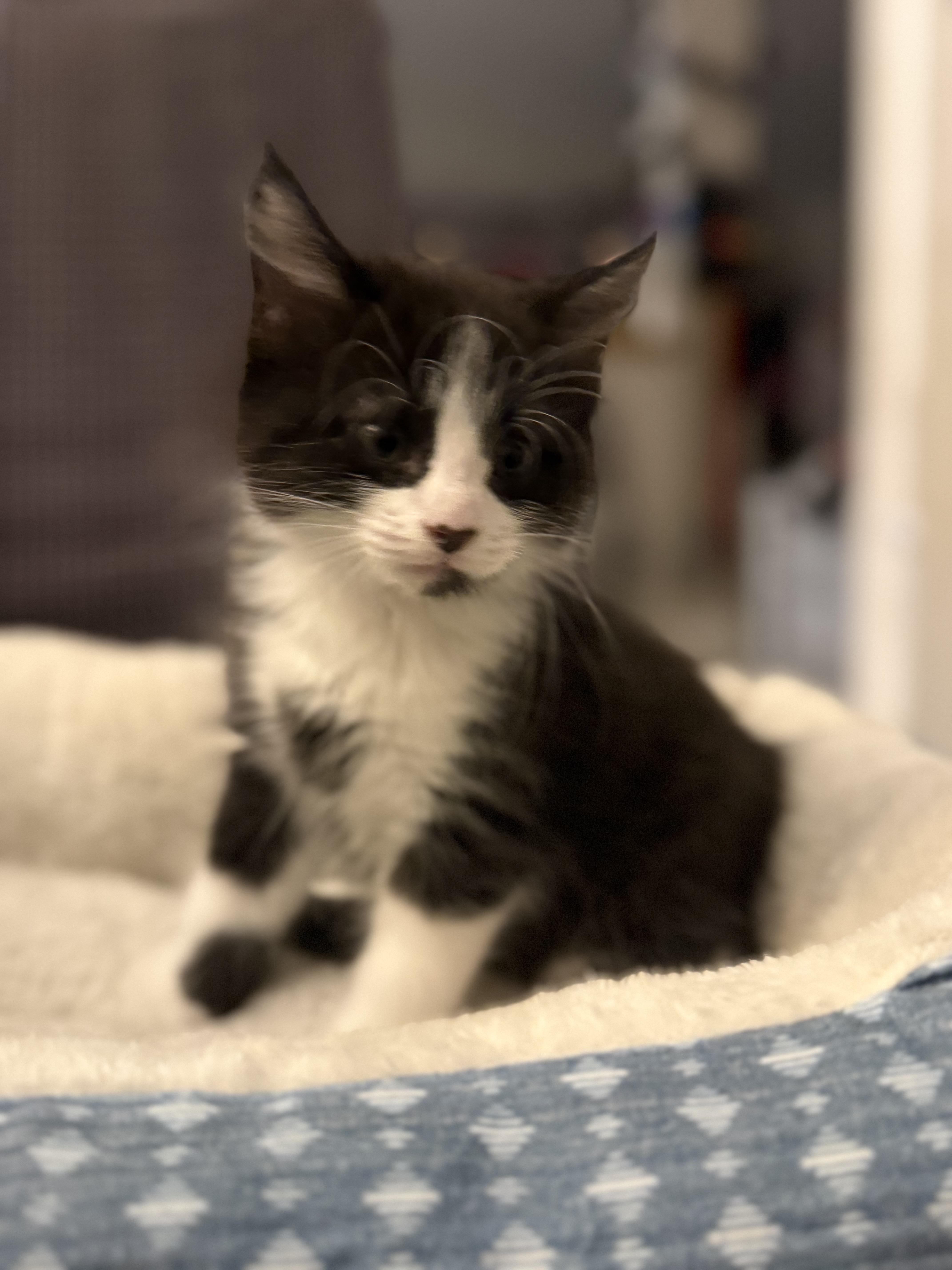 Detective Mittens