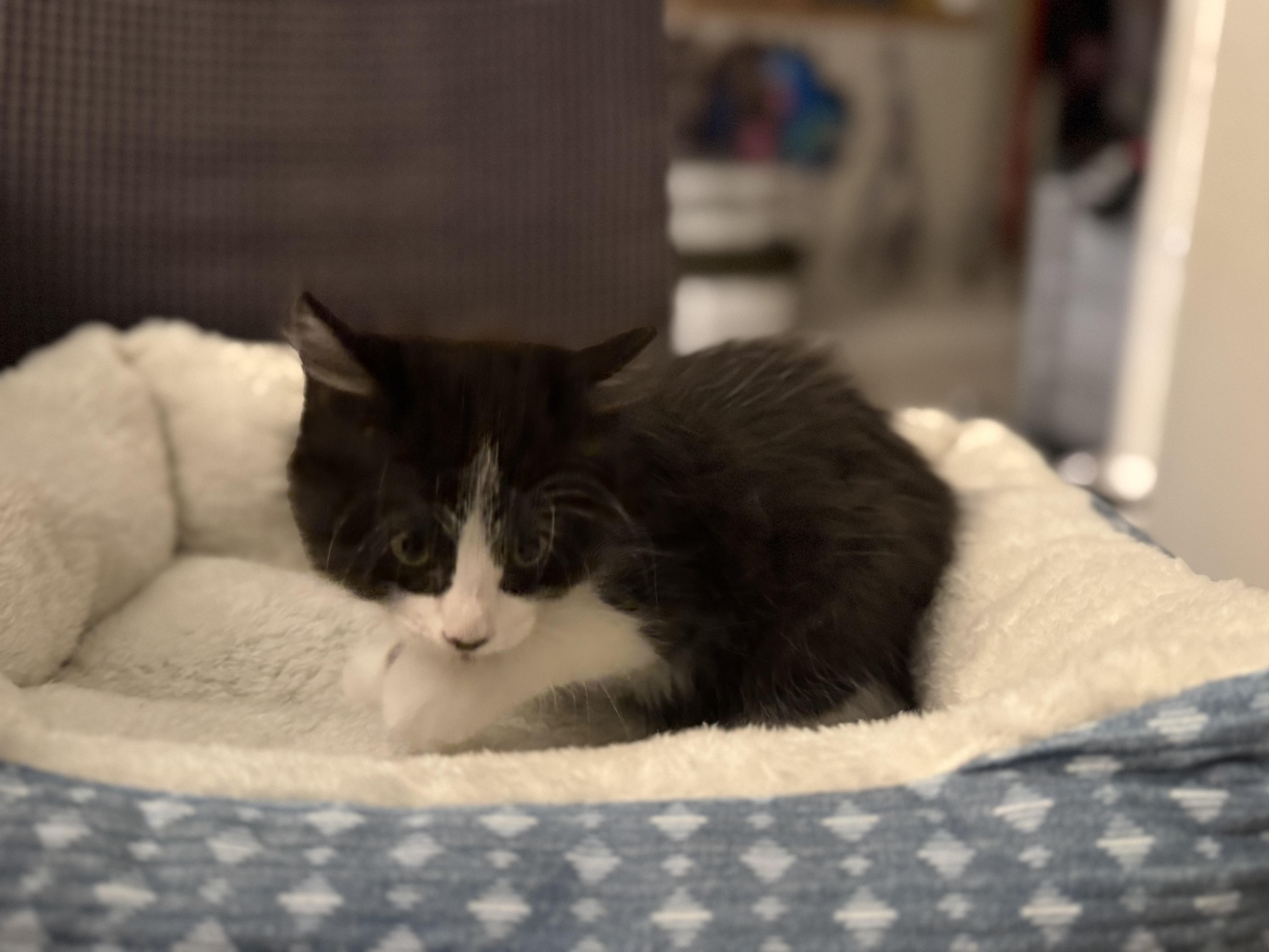 Detective Mittens thumbnail 2