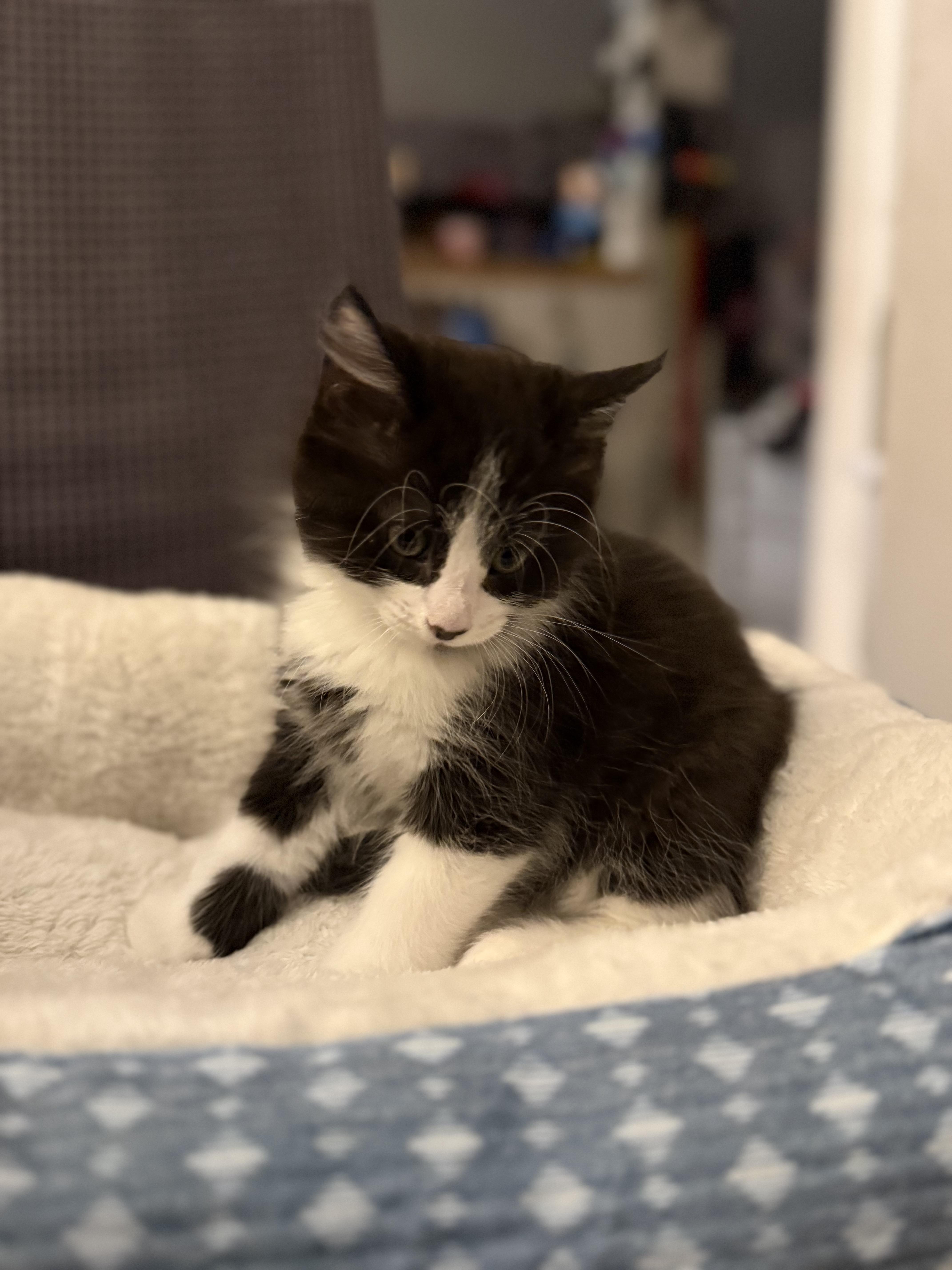 Detective Mittens thumbnail 3