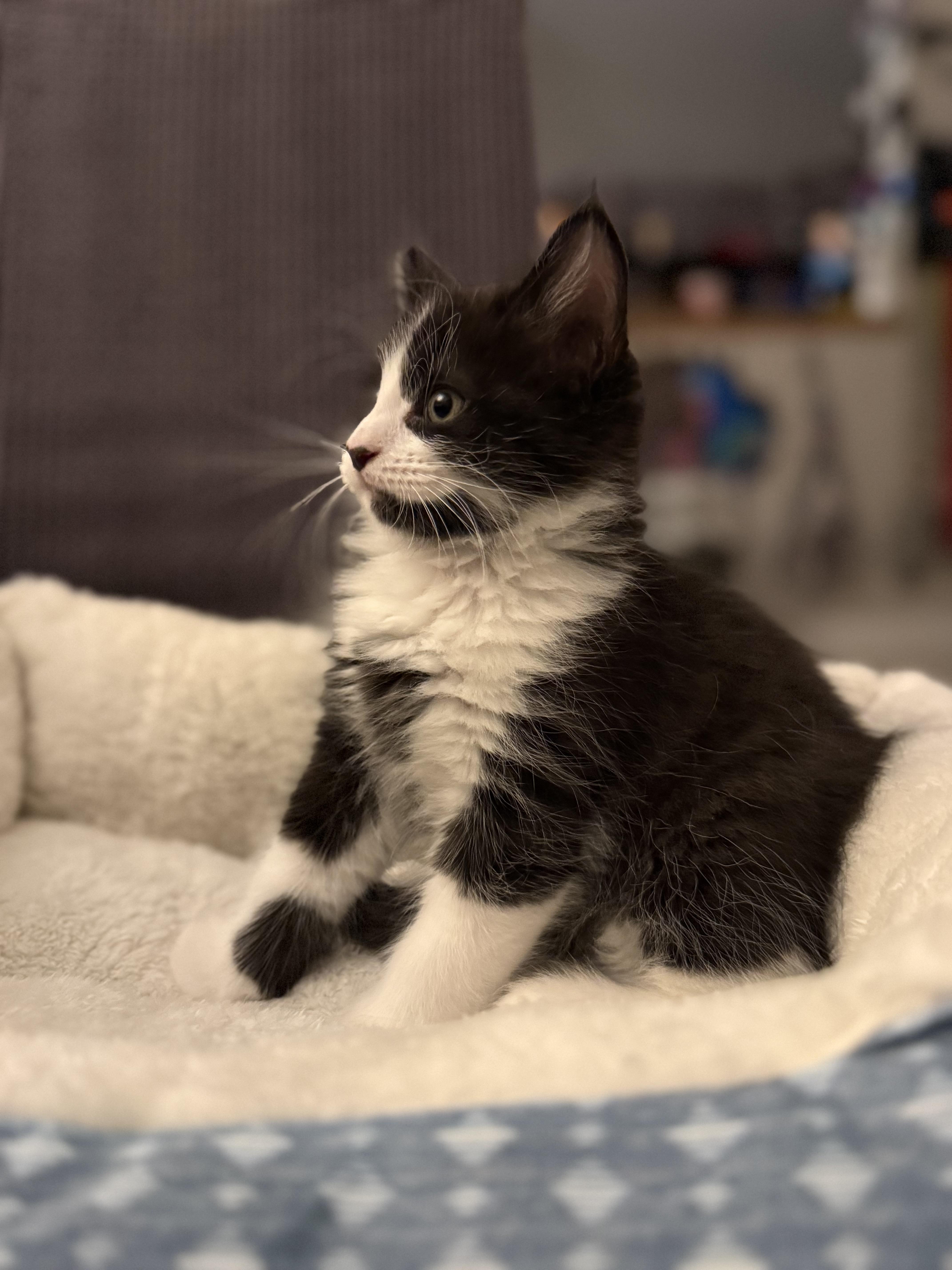 Detective Mittens thumbnail 4