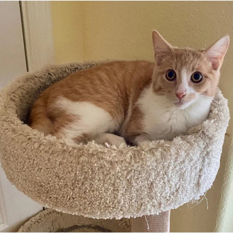 A baby medium-sized male Orange & White Domestic Short Hair cat named Koa for adoption in Morgan Hill, CA