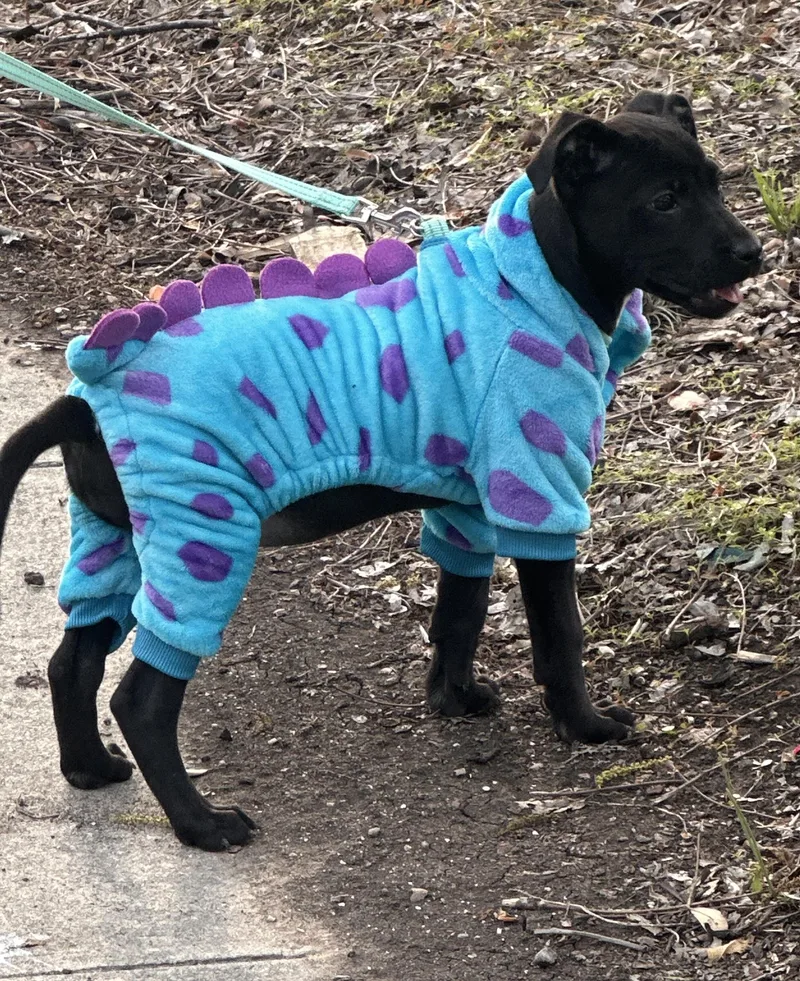 A baby medium-sized female Labrador Retriever dog named Charlotte for adoption in San Antonio, TX
