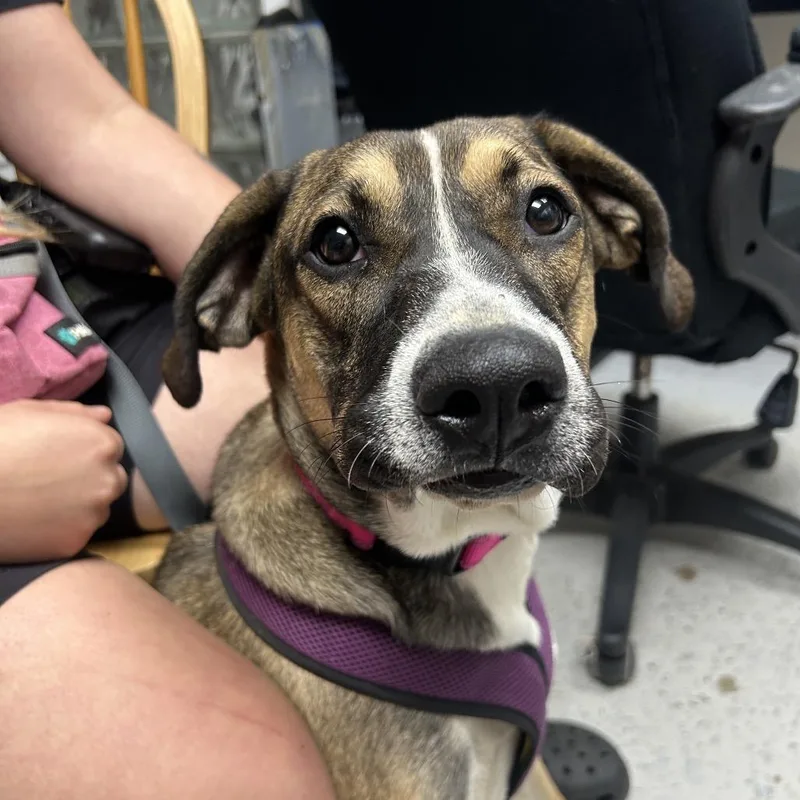 A young medium-sized female Mixed Breed dog named Haley for adoption in Uniontown, PA