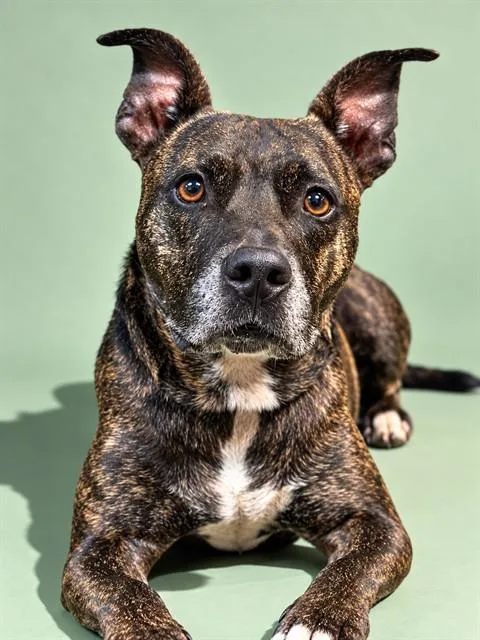 An adult medium-sized male Mixed Breed dog named Cash for adoption in Jacksonville, FL