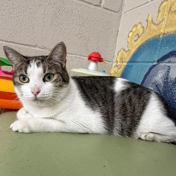 A young medium-sized female Brown / Chocolate Domestic Short Hair cat named Paige for adoption in Laredo, TX