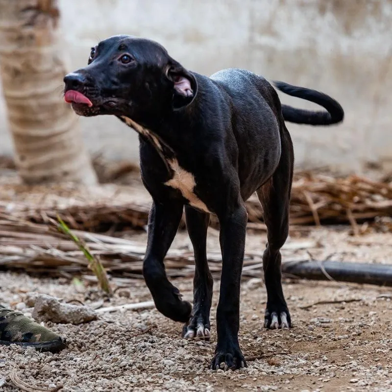 Pepe thumbnail 4