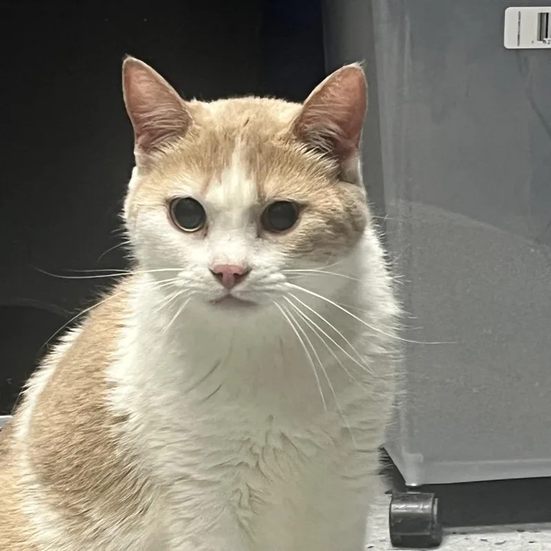An adult medium-sized female White Domestic Short Hair cat named Jackie for adoption in Shawnee, KS